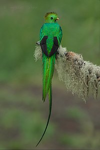 A resplendent quetzal found in the Talamanca cloud forests of Costa Rica Resplendent Quetzal in Costa Rica.jpg