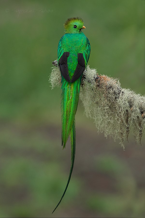 A resplendent quetzal found in the Talamanca cloud forests of Costa Rica