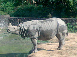 Rhino au zoo d'état d'Assam.jpg