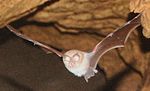 Thumbnail for Mediterranean horseshoe bat