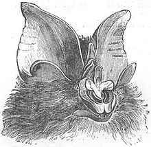 Rhinolophus luctus ras.jpg