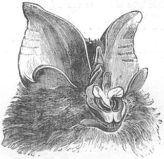 <span class="mw-page-title-main">Great woolly horseshoe bat</span> Species of bat