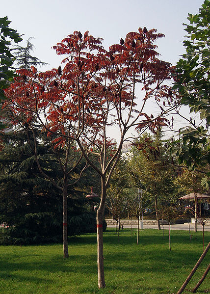 File:RhusTyphinaAutumn3.jpg