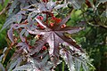 Ricinus communis Ricino