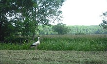 Photographie du paysage du Ried.