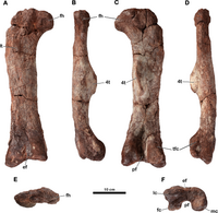 List Of African Dinosaurs