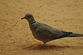 Ring necked dove (8455389308).jpg