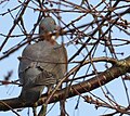 Ringduva Wood Pigeon (13042568553).jpg