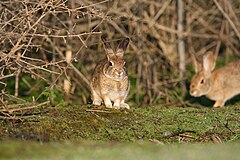 Bunny match. Sylvilagus Cunicularius. Американский кролик. Американский кролик на дереве. Кролик с кисточкой.