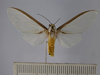 <i>Robinsonia sabata</i> Species of moth