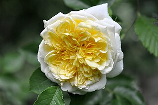 <i>Rosa</i> The Pilgrim yellow shrub rose cultivar