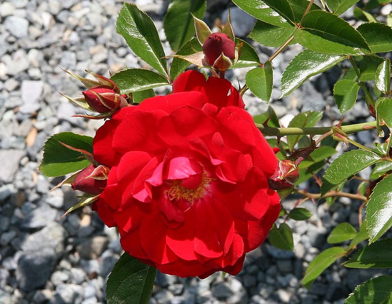 Red Ribbons Groundcover Rose