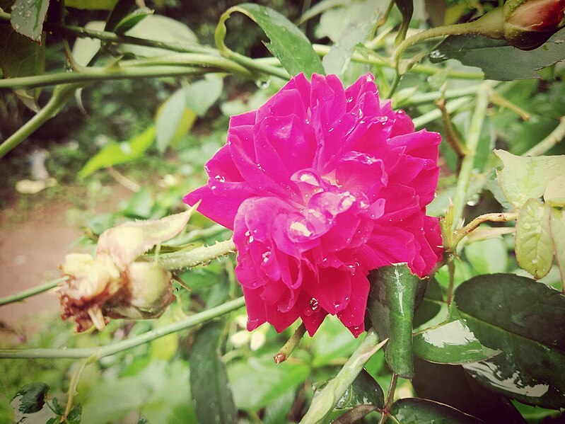 File:Rose flower Received 1665033283615963.jpg