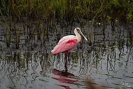 Roseate Spoonbill (23859400330).jpg