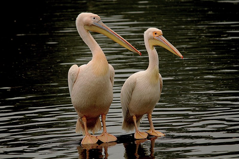 File:Rosy pelican New Delhi 2013.jpg