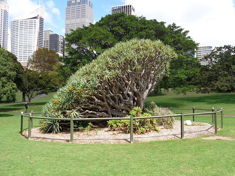File:Royal Botanic Gardens Sydney 16.JPG