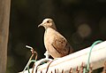 Ruddy Ground-Dove, Estero San Jose, San Jose del Cabo, Mexico, 23 Feb 2014 (12732942025).jpg