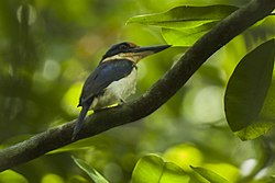 Rufous-lored Kingfisher - Mindanao H8O1715 (15695535094).jpg