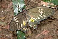 National Butterfly of Sri Lanka