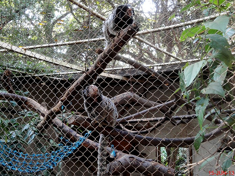 File:Sagui de tufos pretos. (Callithrix penicillata) Espécie endêmica do Brasil, Vive em bandos de até 15 indivíduos, liderados por uma fêmea alfa. Passa a maior parte da vida nos galhos das árvores, ma - panoramio.jpg