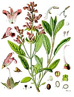 Salvia officinalis - Koehler – s Medicinal-Pflanzen-126.jpg