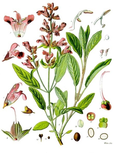 Salvia officinalis - Köhler–s Medizinal-Pflanzen-126.jpg