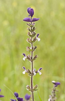 Salvia viridis - Зариф Жалба 04.jpg