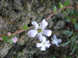 <i>Samolus repens</i> Species of flowering plant