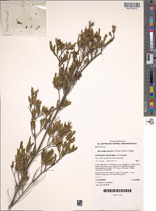 <i>Sannantha angusta</i> Australian species of plant