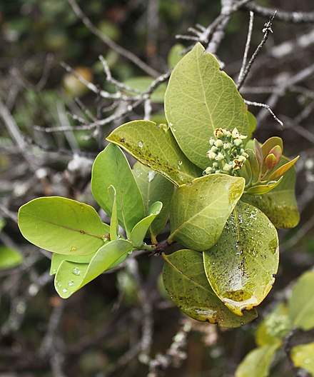 Сандаловое дерево. Santalum paniculatum. Птерокарпус Сандаловый. Дерево Сандал Индия.