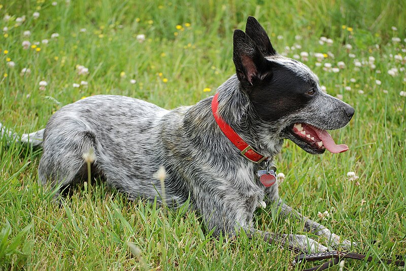 File:SaradoraCattleDog.jpg