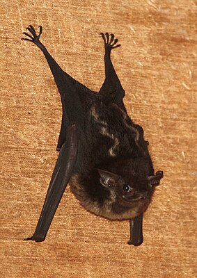 Greater sack-winged bat (Saccopteryx bilineata)