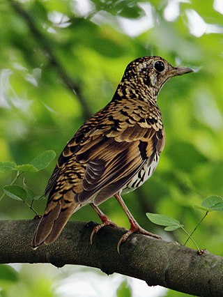 <span class="mw-page-title-main">Scaly thrush</span> Species of bird