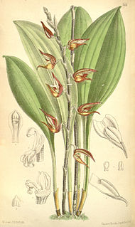 <i>Scaphosepalum pulvinare</i> Species of orchid