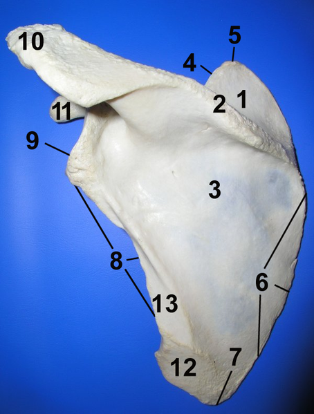 File:Scapula post numbered.png