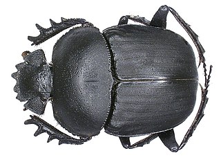 <i>Scarabaeus ambiguus</i> Species of beetle