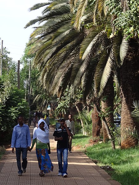 File:Scene along Promenade - Bahir Dar - Ethiopia (8681134890).jpg