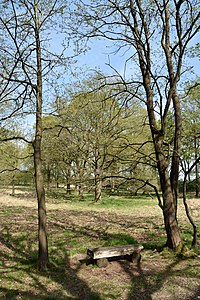 Schleswig-Holstein, Kellinghusen, Naturschutzgebiet Heideflächen bei Kellinghusen NIK 3472.JPG