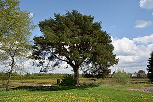 Schleswig-Holstein, Rellingen, Naturdenkmal 11-01 NIK 3098.JPG