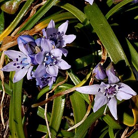 Atlantinsinililja (Scilla verna)