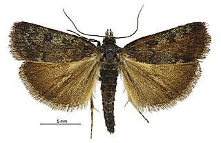 <i>Scoparia sideraspis</i> Species of insect