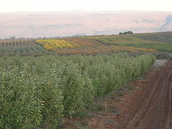 Овощни градини на Sde Eliezer