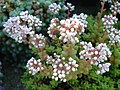 Sedum album