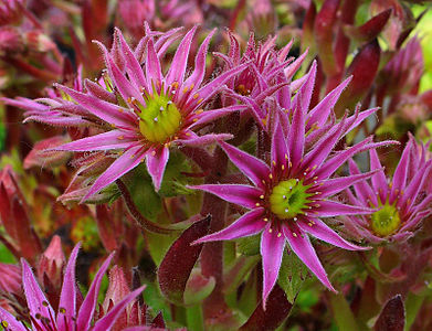 Sempervivum x flavipilum Flowers