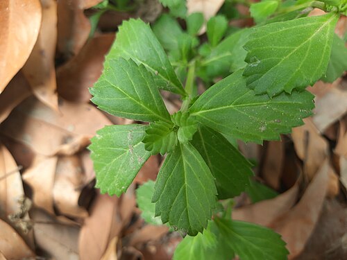 Serrated margines of Phyla nodiflora leaves