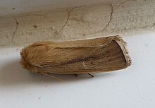 Sesamia nonagrioides. Noctuidae .Xyleninae. Apameini. Sesamiina. (5257594156).jpg