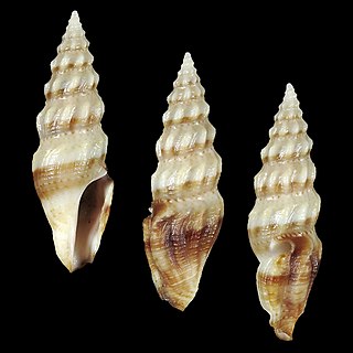 <i>Inquisitor mactanensis</i> Species of gastropod