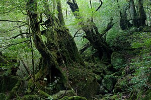 屋久島・白谷雲水峡の森林