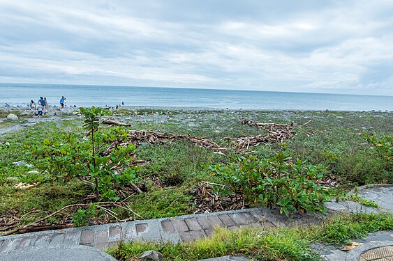 Many driftwood appears is pollute the shore landscape