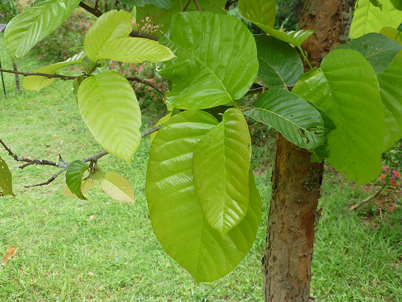 File:Shorea robusta at Queen Sirikit Botanic Garden - Chiang Mai 2013 2523.jpg